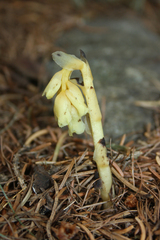 Monotropa hypopitys hypophegea