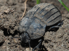 Tenebrionidae