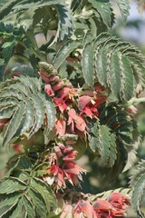 Melianthus comosus