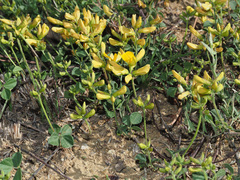 Listia heterophylla