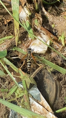 Polistes