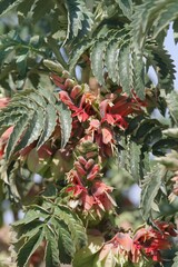 Melianthus comosus