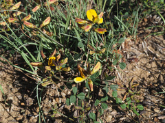 Listia heterophylla