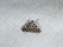 Elophila responsalis