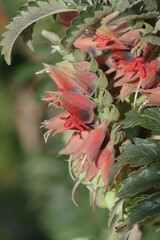 Melianthus comosus