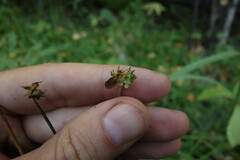 Anemonastrum crinitum
