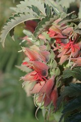 Melianthus comosus