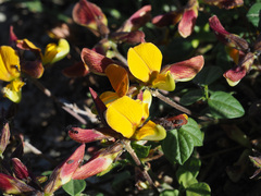 Listia heterophylla