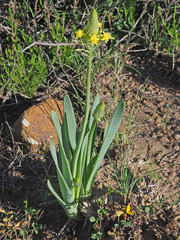 Bulbine narcissifolia
