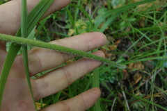 Anemonastrum crinitum