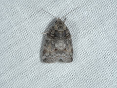 Garella