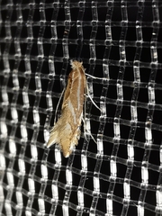 Phyllonorycter