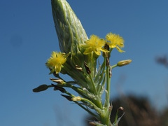 Bulbine narcissifolia