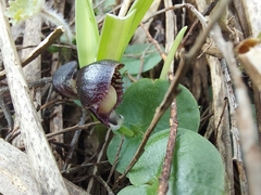 Corybas diemenicus