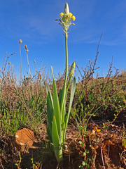 Bulbine narcissifolia