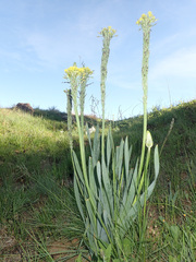 Bulbine narcissifolia