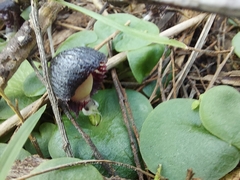 Corybas diemenicus