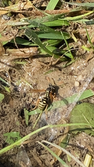 Polistes dominula
