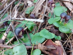 Corybas diemenicus