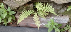 Cystopteris fragilis