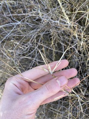 Austrostipa elegantissima