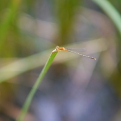 Ischnura senegalensis