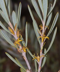 Persoonia rufiflora