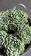 Echeveria elegans