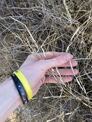 Austrostipa elegantissima