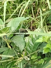 Orthetrum sabina
