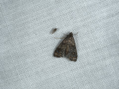 Paracataclysta fuscalis