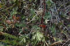 Potentilla tergemina