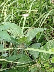 Orthetrum sabina