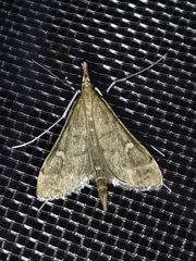 Dolicharthria punctalis