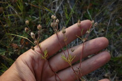 Potentilla tergemina
