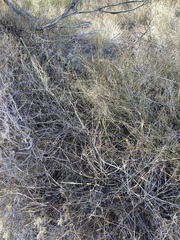 Austrostipa elegantissima