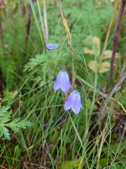 Campanula rotundifolia