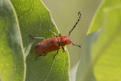 Tetraopes femoratus