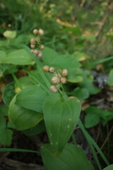 Maianthemum bifolium
