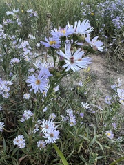 Symphyotrichum chilense
