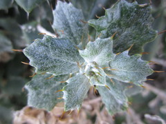 Berkheya coriacea