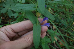 Scutellaria
