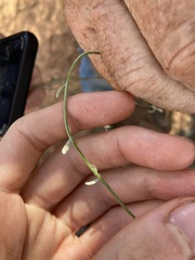 Duperreya commixta