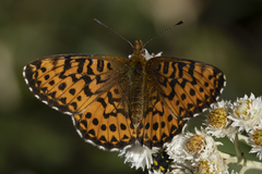 Boloria chariclea