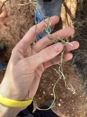 Duperreya commixta