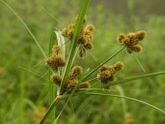Cyperus glomeratus