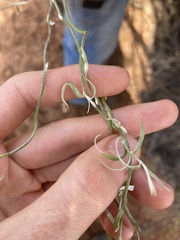 Duperreya commixta