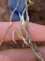 Duperreya commixta