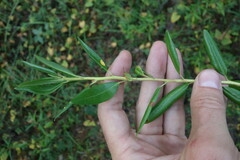 Rhododendron dauricum