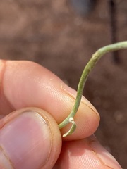 Duperreya commixta